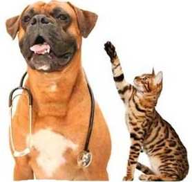 cats and dogs clinic